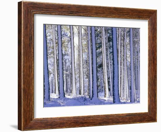 Pine Forest after Snowstorm, Strathspey, Scotland, UK-Pete Cairns-Framed Photographic Print