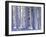 Pine Forest after Snowstorm, Strathspey, Scotland, UK-Pete Cairns-Framed Photographic Print