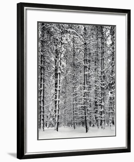 'Pine Forest in Snow, Yosemite National Park, 1932' Framed Art Print ...
