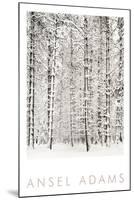 Pine Forest in the Snow, Yosemite National Park-Ansel Adams-Mounted Art Print