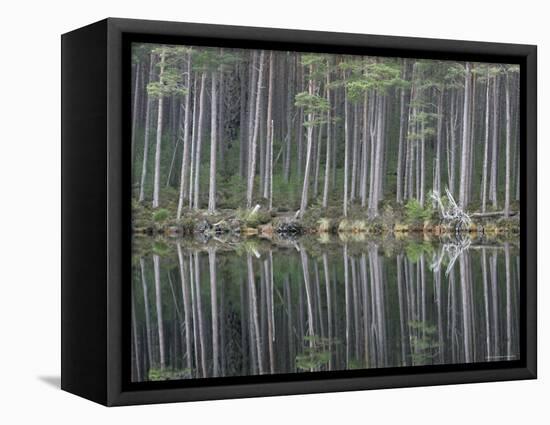 Pine Forest Reflections on Flat Calm Lochan, Cairngorms National Park, Scotland-Pete Cairns-Framed Premier Image Canvas