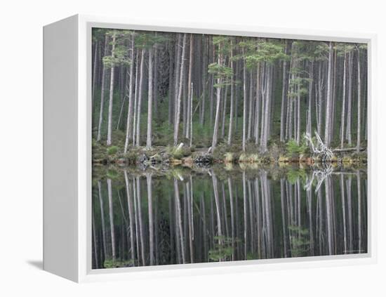 Pine Forest Reflections on Flat Calm Lochan, Cairngorms National Park, Scotland-Pete Cairns-Framed Premier Image Canvas