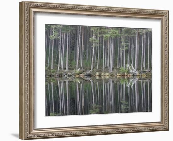 Pine Forest Reflections on Flat Calm Lochan, Cairngorms National Park, Scotland-Pete Cairns-Framed Photographic Print