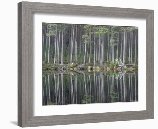 Pine Forest Reflections on Flat Calm Lochan, Cairngorms National Park, Scotland-Pete Cairns-Framed Photographic Print