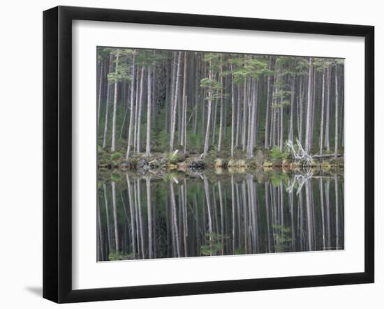 Pine Forest Reflections on Flat Calm Lochan, Cairngorms National Park, Scotland-Pete Cairns-Framed Photographic Print