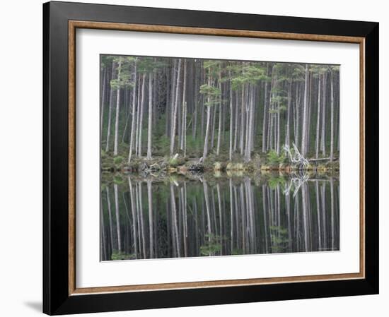 Pine Forest Reflections on Flat Calm Lochan, Cairngorms National Park, Scotland-Pete Cairns-Framed Photographic Print