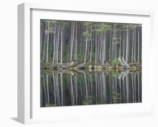 Pine Forest Reflections on Flat Calm Lochan, Cairngorms National Park, Scotland-Pete Cairns-Framed Photographic Print