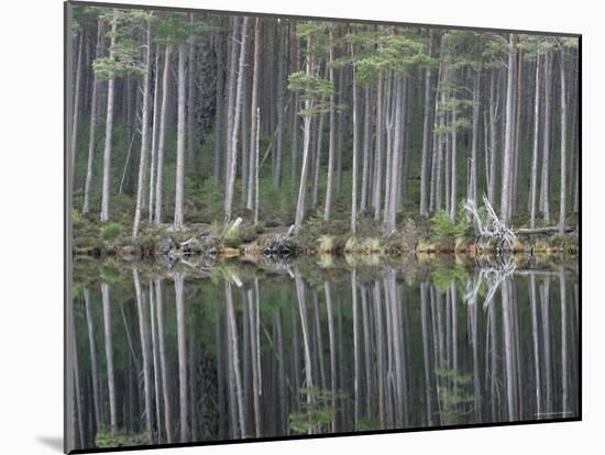 Pine Forest Reflections on Flat Calm Lochan, Cairngorms National Park, Scotland-Pete Cairns-Mounted Photographic Print