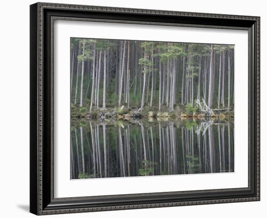 Pine Forest Reflections on Flat Calm Lochan, Cairngorms National Park, Scotland-Pete Cairns-Framed Photographic Print