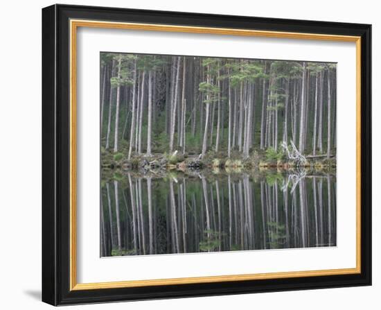 Pine Forest Reflections on Flat Calm Lochan, Cairngorms National Park, Scotland-Pete Cairns-Framed Photographic Print