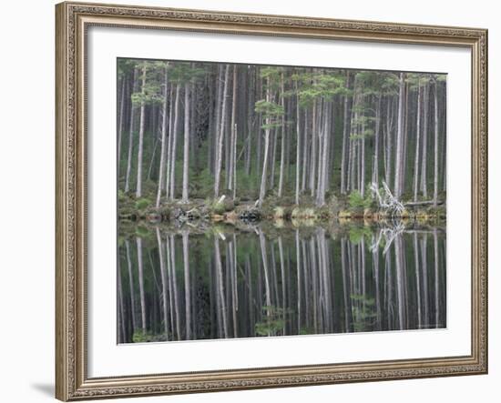 Pine Forest Reflections on Flat Calm Lochan, Cairngorms National Park, Scotland-Pete Cairns-Framed Photographic Print