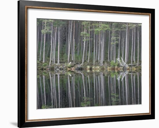 Pine Forest Reflections on Flat Calm Lochan, Cairngorms National Park, Scotland-Pete Cairns-Framed Photographic Print