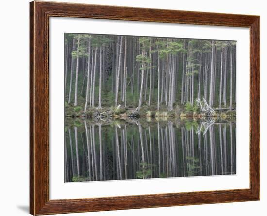 Pine Forest Reflections on Flat Calm Lochan, Cairngorms National Park, Scotland-Pete Cairns-Framed Photographic Print