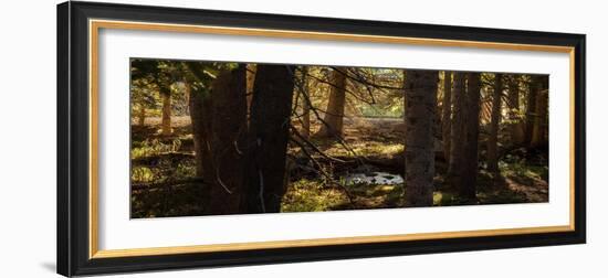 Pine Forest Rocky Mtns Colorado-Steve Gadomski-Framed Photographic Print