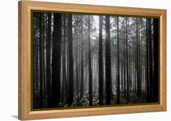 Pine Forest with Rays of Light Shining Through Trees, Montado Do Barreiro Natural Park, Madeira-Radisics-Framed Premier Image Canvas