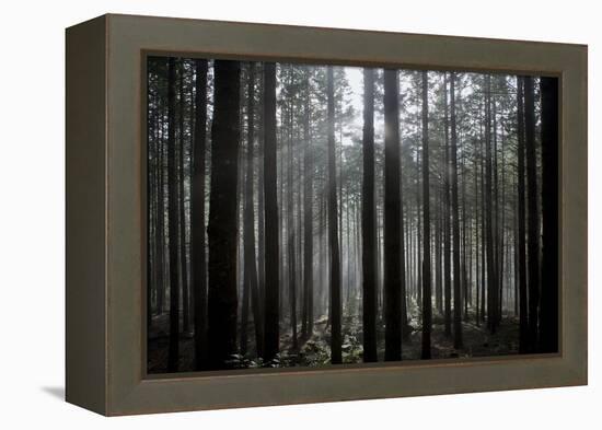 Pine Forest with Rays of Light Shining Through Trees, Montado Do Barreiro Natural Park, Madeira-Radisics-Framed Premier Image Canvas