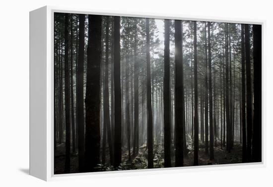 Pine Forest with Rays of Light Shining Through Trees, Montado Do Barreiro Natural Park, Madeira-Radisics-Framed Premier Image Canvas