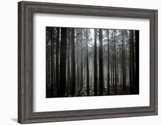 Pine Forest with Rays of Light Shining Through Trees, Montado Do Barreiro Natural Park, Madeira-Radisics-Framed Photographic Print