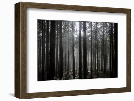 Pine Forest with Rays of Light Shining Through Trees, Montado Do Barreiro Natural Park, Madeira-Radisics-Framed Photographic Print