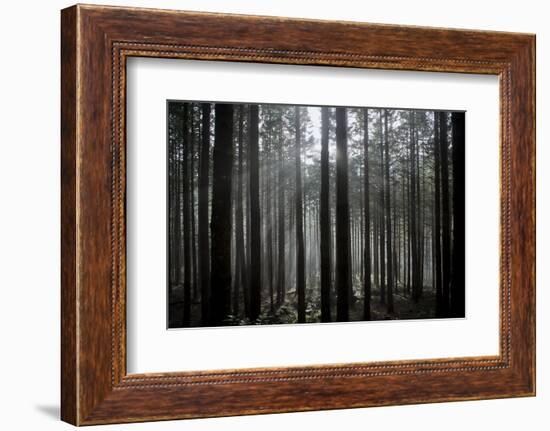 Pine Forest with Rays of Light Shining Through Trees, Montado Do Barreiro Natural Park, Madeira-Radisics-Framed Photographic Print