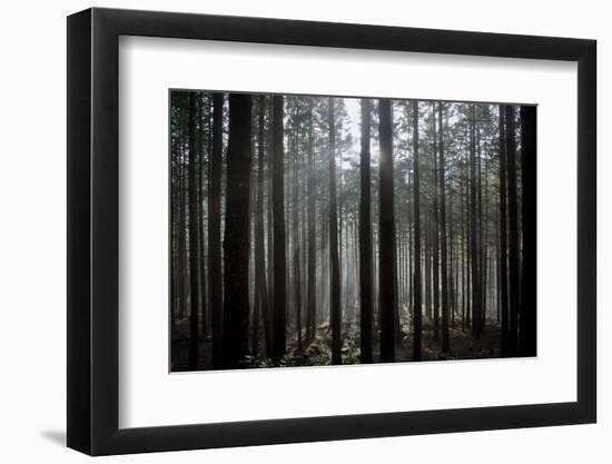 Pine Forest with Rays of Light Shining Through Trees, Montado Do Barreiro Natural Park, Madeira-Radisics-Framed Photographic Print