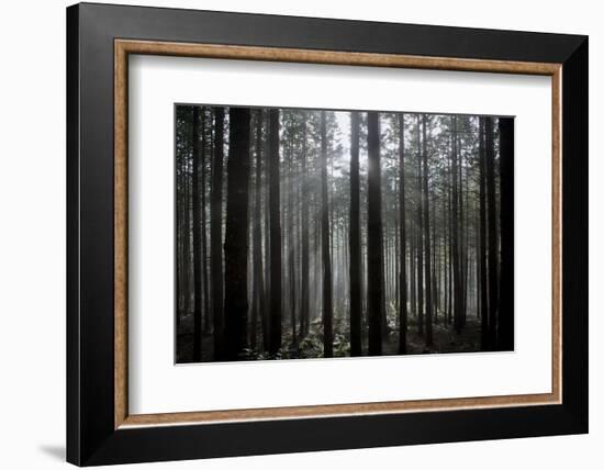 Pine Forest with Rays of Light Shining Through Trees, Montado Do Barreiro Natural Park, Madeira-Radisics-Framed Photographic Print