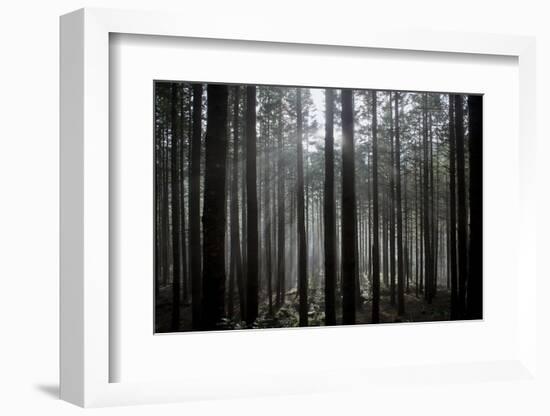 Pine Forest with Rays of Light Shining Through Trees, Montado Do Barreiro Natural Park, Madeira-Radisics-Framed Photographic Print