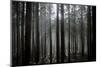 Pine Forest with Rays of Light Shining Through Trees, Montado Do Barreiro Natural Park, Madeira-Radisics-Mounted Photographic Print