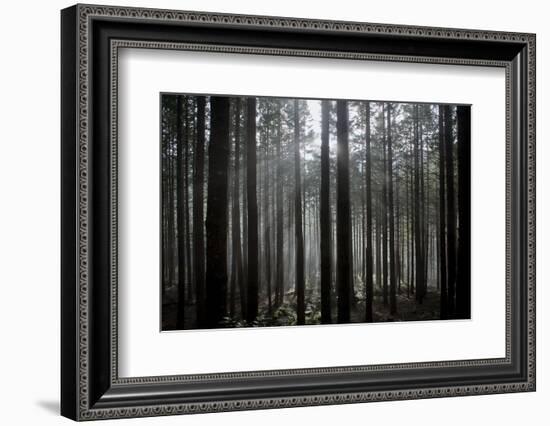 Pine Forest with Rays of Light Shining Through Trees, Montado Do Barreiro Natural Park, Madeira-Radisics-Framed Photographic Print