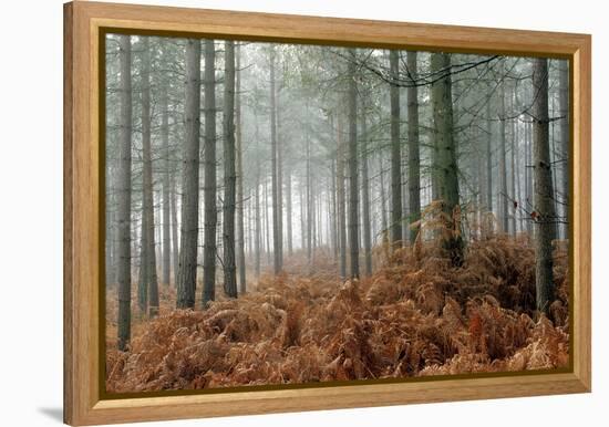 Pine Forest-Adrian Bicker-Framed Premier Image Canvas