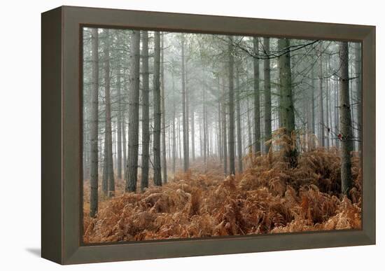 Pine Forest-Adrian Bicker-Framed Premier Image Canvas