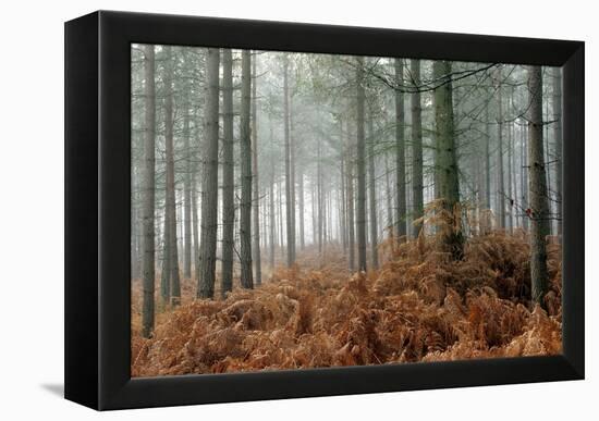 Pine Forest-Adrian Bicker-Framed Premier Image Canvas