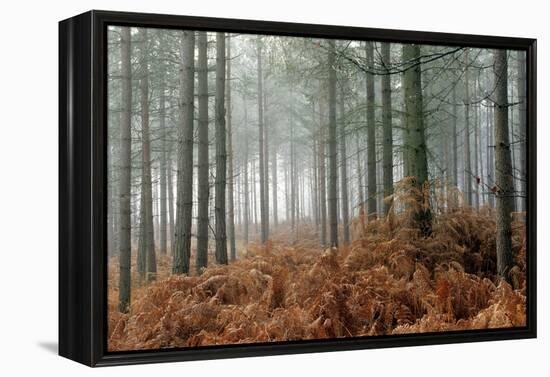 Pine Forest-Adrian Bicker-Framed Premier Image Canvas