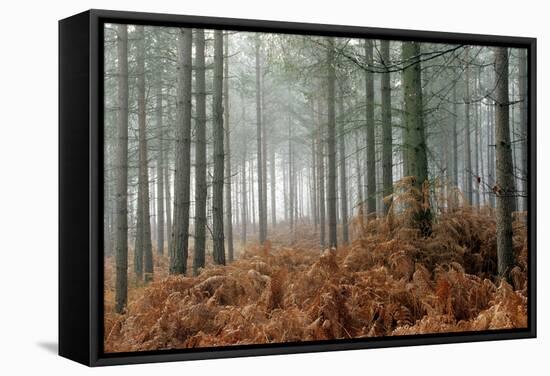 Pine Forest-Adrian Bicker-Framed Premier Image Canvas