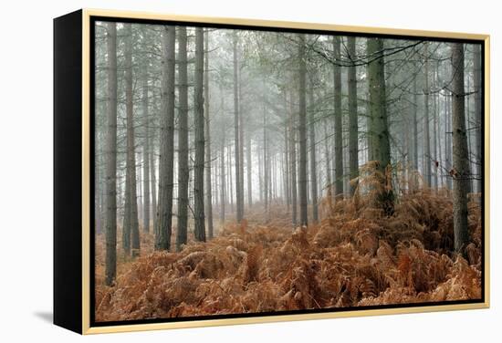 Pine Forest-Adrian Bicker-Framed Premier Image Canvas