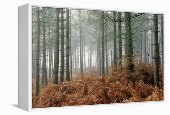 Pine Forest-Adrian Bicker-Framed Premier Image Canvas