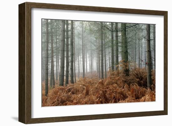 Pine Forest-Adrian Bicker-Framed Premium Photographic Print