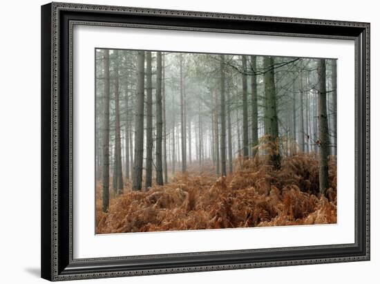 Pine Forest-Adrian Bicker-Framed Premium Photographic Print