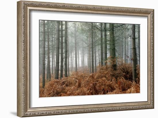 Pine Forest-Adrian Bicker-Framed Photographic Print