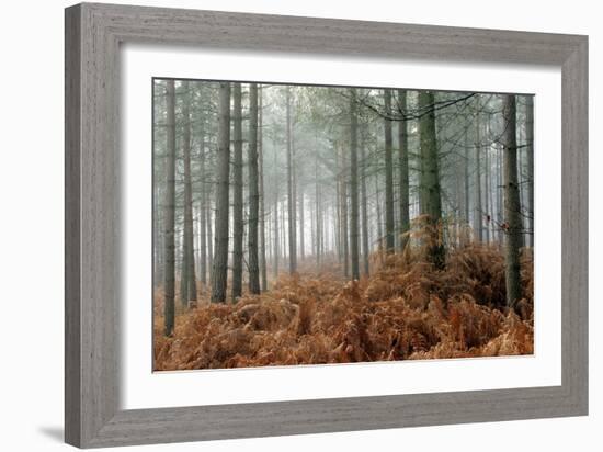 Pine Forest-Adrian Bicker-Framed Photographic Print