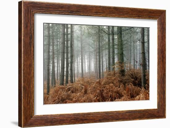 Pine Forest-Adrian Bicker-Framed Photographic Print