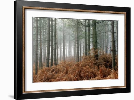 Pine Forest-Adrian Bicker-Framed Photographic Print