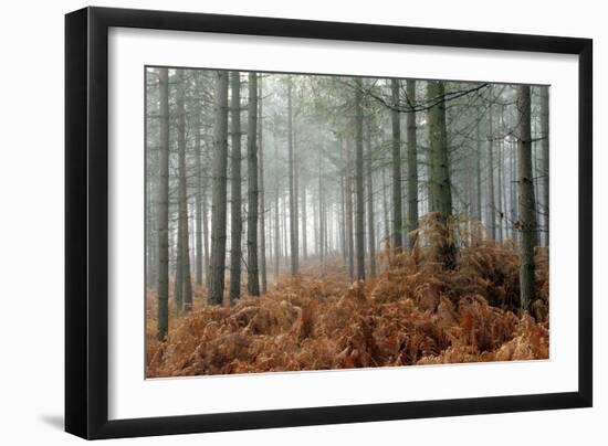 Pine Forest-Adrian Bicker-Framed Photographic Print