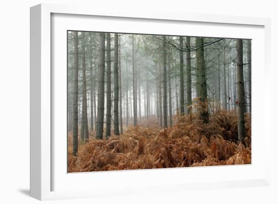 Pine Forest-Adrian Bicker-Framed Photographic Print