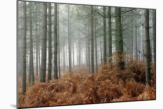 Pine Forest-Adrian Bicker-Mounted Photographic Print