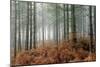 Pine Forest-Adrian Bicker-Mounted Photographic Print