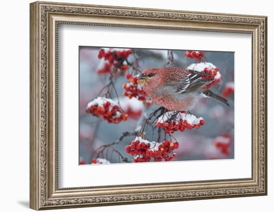 Pine Grosbeak male  (Pinicola enucleator)and traffic light Oulu, Finland, December-Markus Varesvuo-Framed Photographic Print