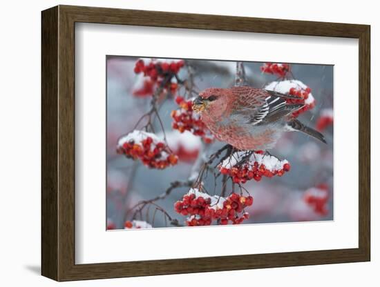 Pine Grosbeak male  (Pinicola enucleator)and traffic light Oulu, Finland, December-Markus Varesvuo-Framed Photographic Print