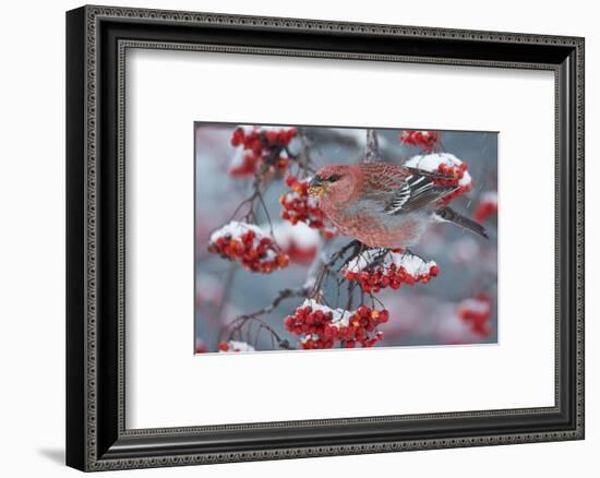 Pine Grosbeak male  (Pinicola enucleator)and traffic light Oulu, Finland, December-Markus Varesvuo-Framed Photographic Print