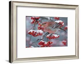 Pine Grosbeak male (Pinicola enucleator)and traffic light Oulu, Finland, December-Markus Varesvuo-Framed Photographic Print
